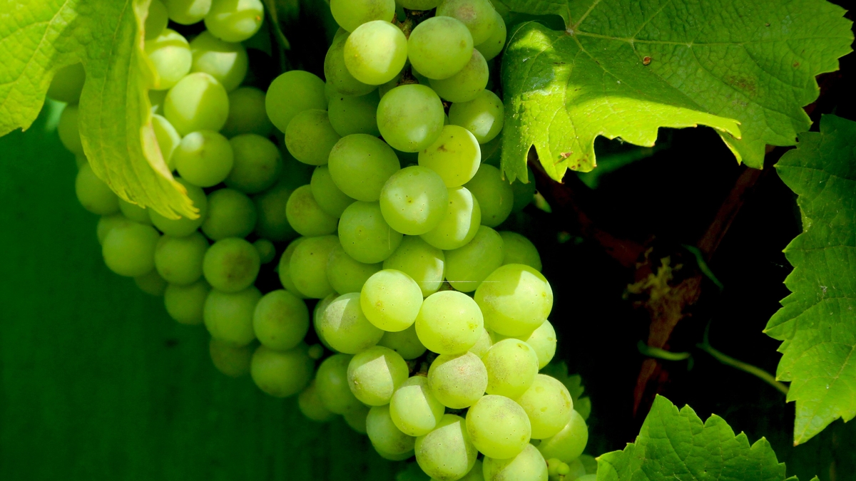 Una gioia per gli occhi: viti cariche di frutta e meloni che pendono dai tralci sui tetti.